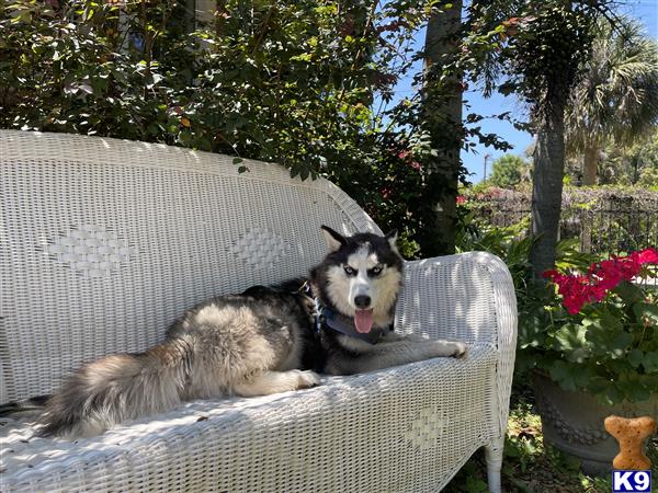 Siberian Husky dog